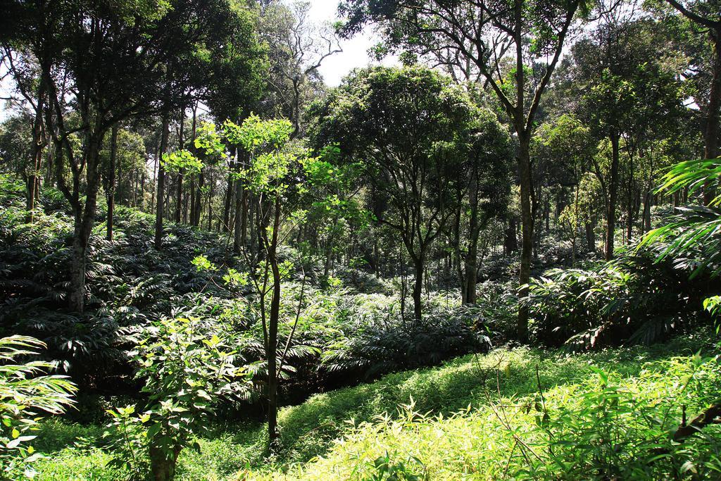 Thekkady Kalarickal Heritage Bungalow Vandanmedu Exteriör bild